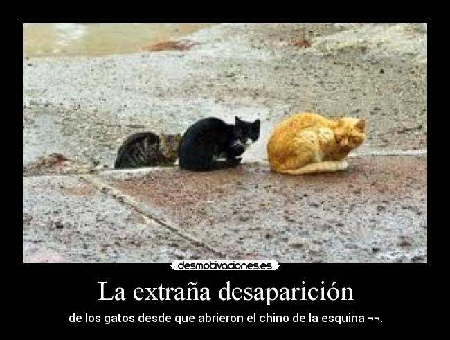 La extraña desaparición - de los gatos desde que abrieron el chino de la esquina ¬¬.