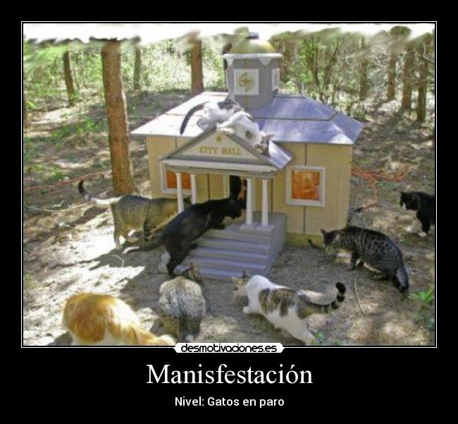 Manisfestación - Nivel: Gatos en paro