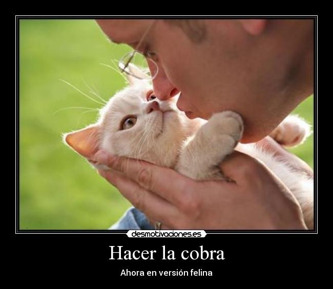 carteles cobragatobeso desmotivaciones