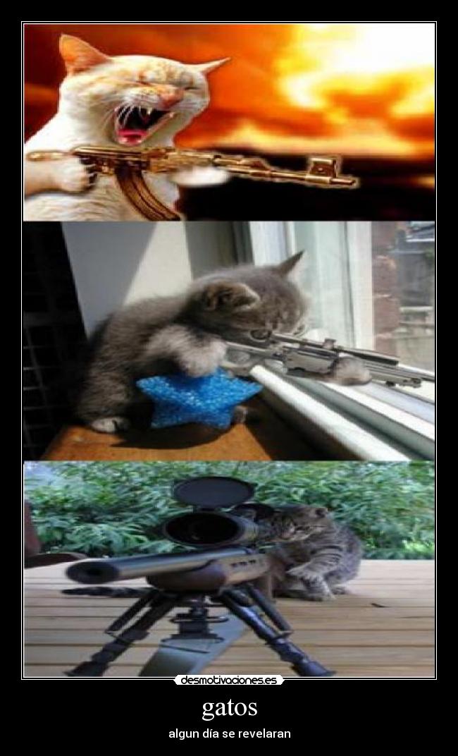 gatos - algun día se revelaran