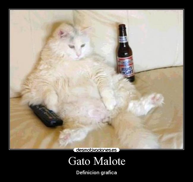 Gato Malote - Definicion grafica