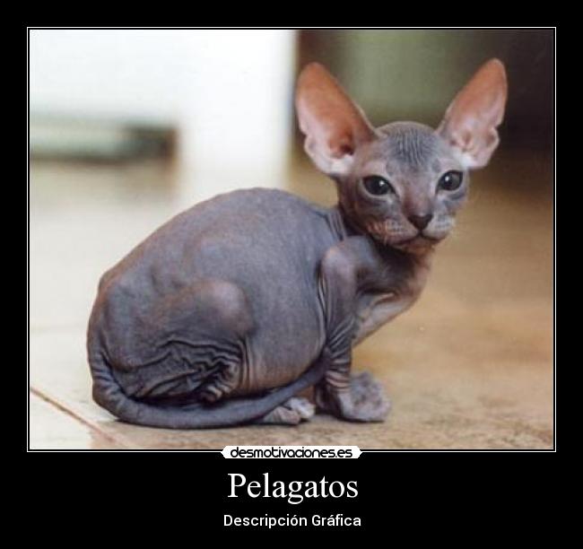 Pelagatos -