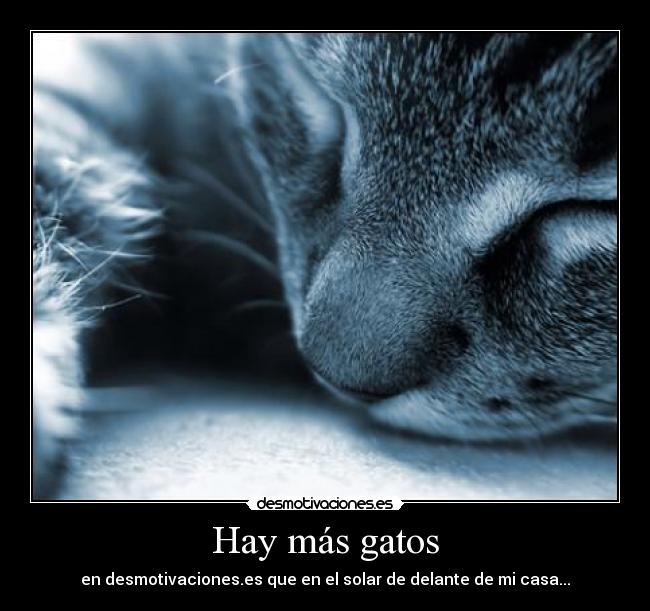 Hay más gatos - 