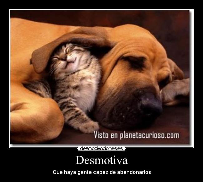 carteles desmotiva perro gato animales abandono desmotivaciones