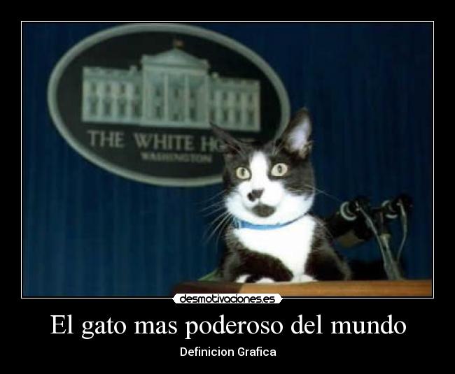 El gato mas poderoso del mundo - Definicion Grafica