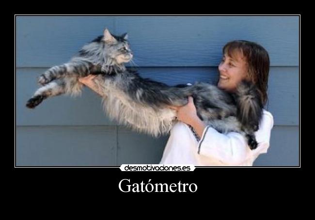 Gatómetro -