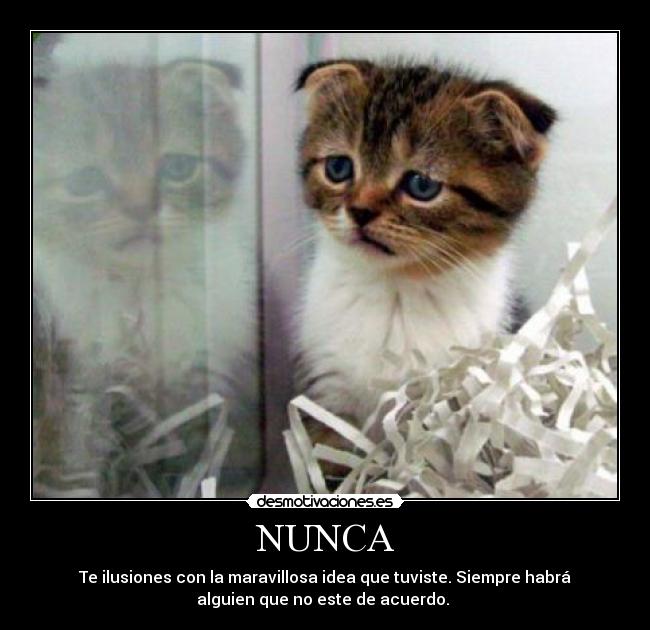 carteles gato decepcion carteles idea troll desmotivaciones