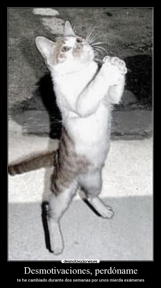 Desmotivaciones, perdóname - te he cambiado durante dos semanas por unos mierda exámenes