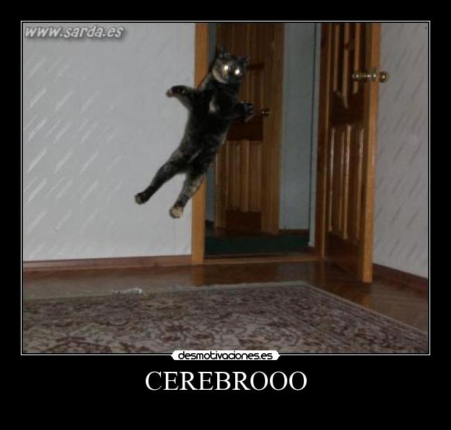 CEREBROOO -