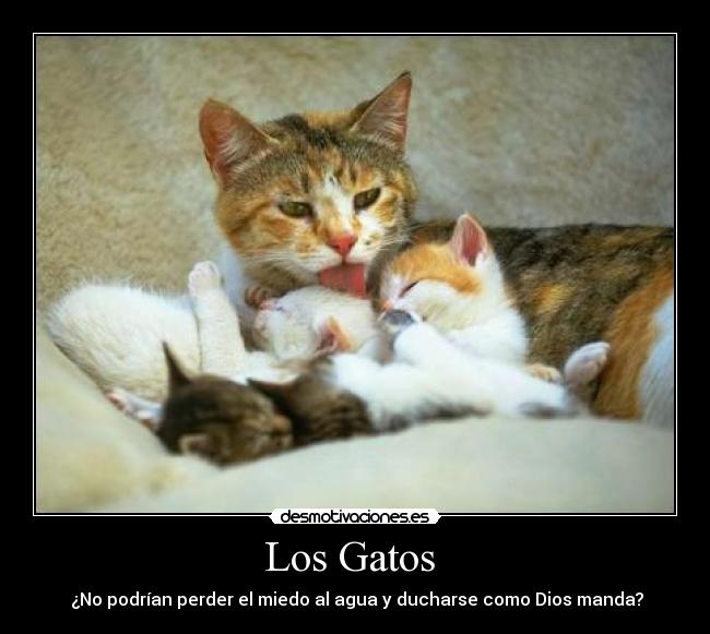 Los Gatos -