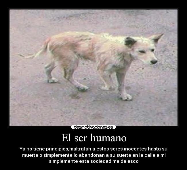 El ser humano - Ya no tiene principios,maltratan a estos seres inocentes hasta su
muerte o simplemente lo abandonan a su suerte en la calle a mi
simplemente esta sociedad me da asco
