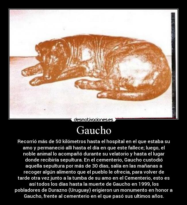 Gaucho - Recorrió más de 50 kilómetros hasta el hospital en el que estaba su
amo y permaneció allí hasta el día en que este fallece; luego, el
noble animal lo acompañó durante su velatorio y hasta el lugar
donde recibiría sepultura. En el cementerio, Gaucho custodió
aquella sepultura por más de 30 días, salía en las mañanas a
recoger algún alimento que el pueblo le ofrecia, para volver de
tarde otra vez junto a la tumba de su amo en el Cementerio, esto es
así todos los días hasta la muerte de Gaucho en 1999, los
pobladores de Durazno (Uruguay) erigieron un monumento en honor a
Gaucho, frente al cementerio en el que pasó sus ultimos años.