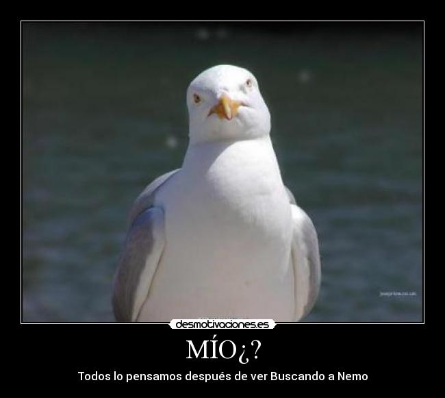 carteles gaviotas buscando nemo desmotivaciones