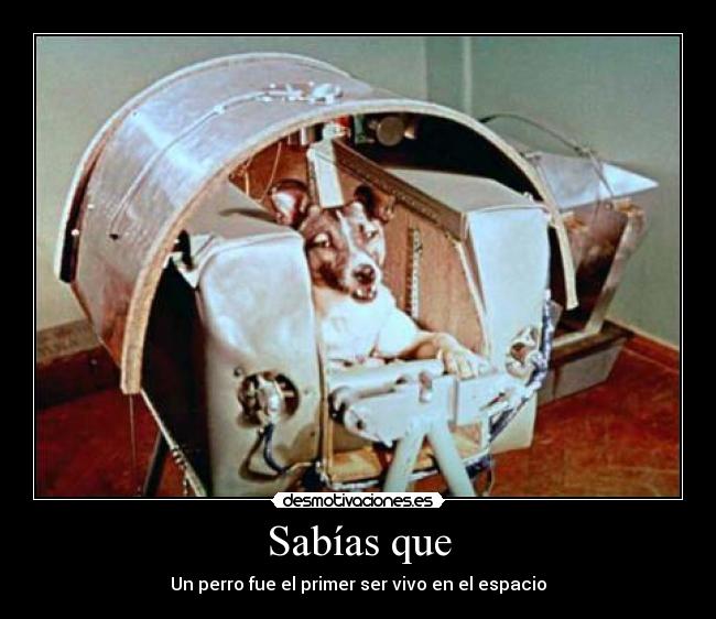 Imágenes y Carteles de LAIKA Desmotivaciones