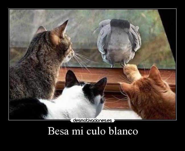 Besa mi culo blanco - 