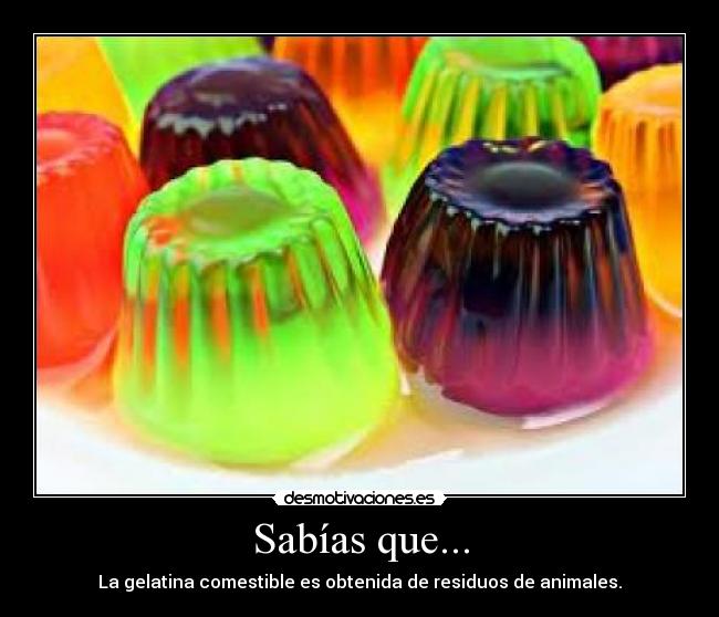 Sabías que... - La gelatina comestible es obtenida de residuos de animales.