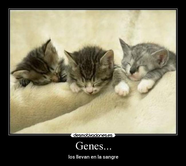 Genes... - los llevan en la sangre