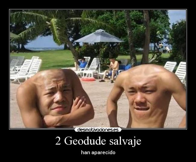 2 Geodude salvaje - han aparecido