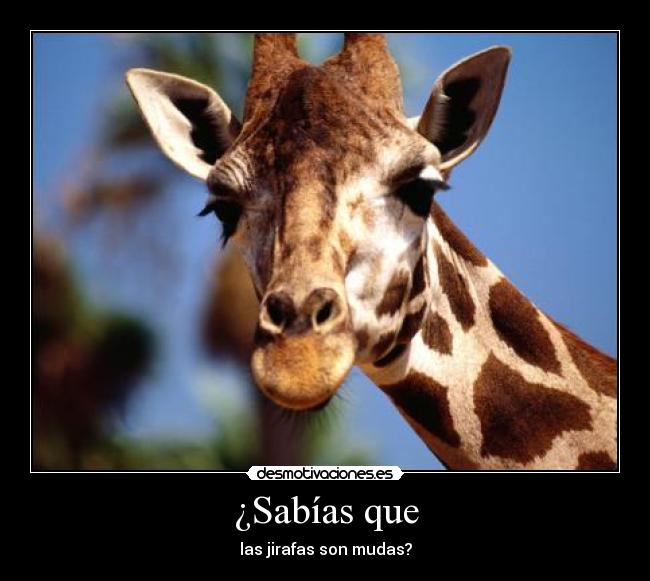 ¿Sabías que - las jirafas son mudas?