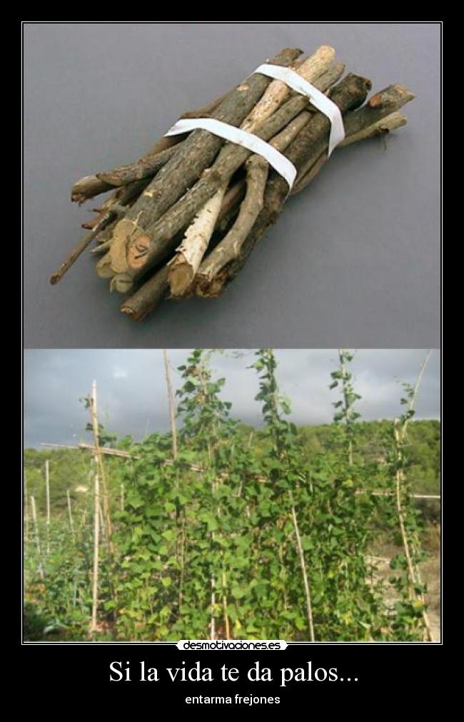 Si la vida te da palos... - entarma frejones