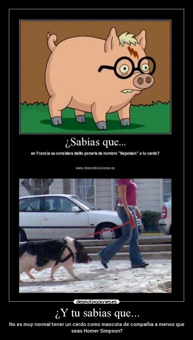 ¿Y tu sabias que... - No es muy normal tener un cerdo como mascota de compañia a menos que
seas Homer Simpson?