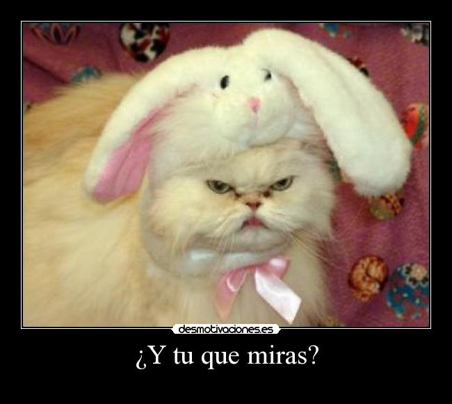¿Y tu que miras? -  