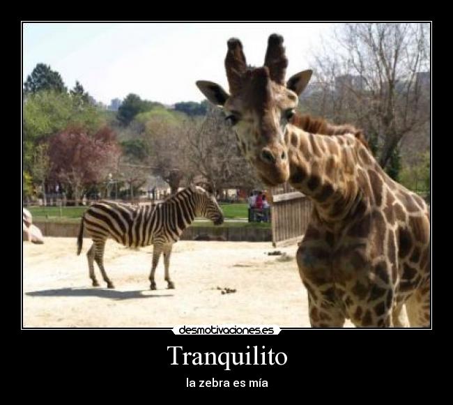 Tranquilito - la zebra es mía