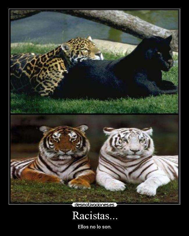 Racistas... -