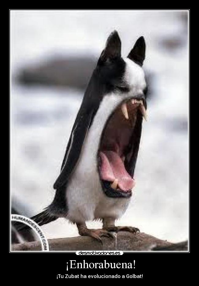 ¡Enhorabuena! - ¡Tu Zubat ha evolucionado a Golbat!