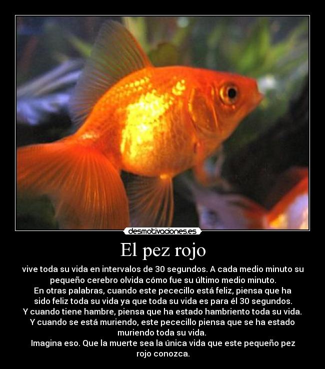El pez rojo - 