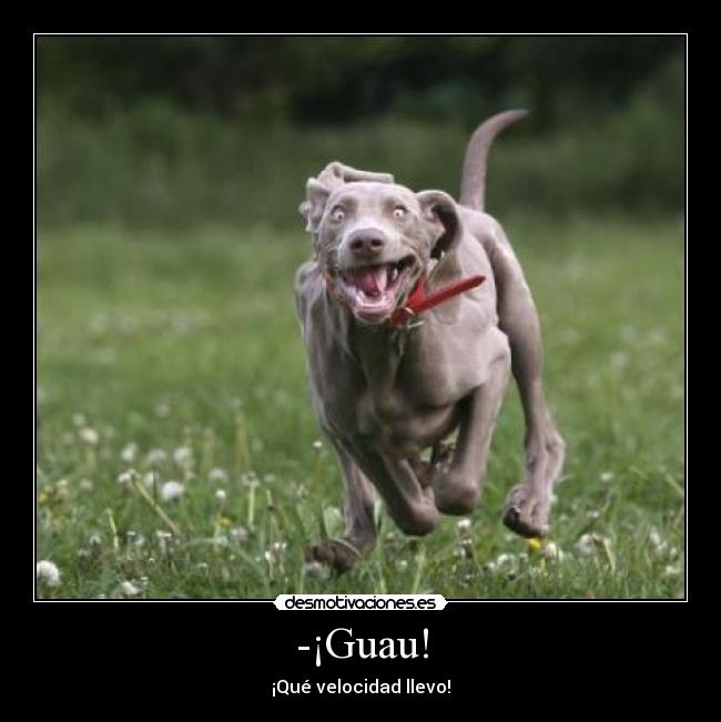 -¡Guau! - 