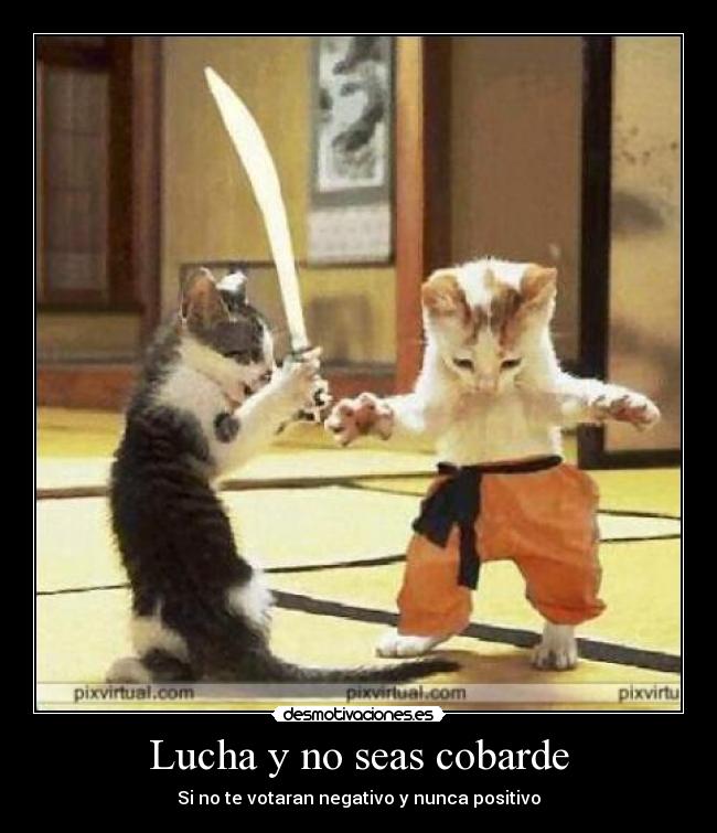carteles gatos desmotivaciones