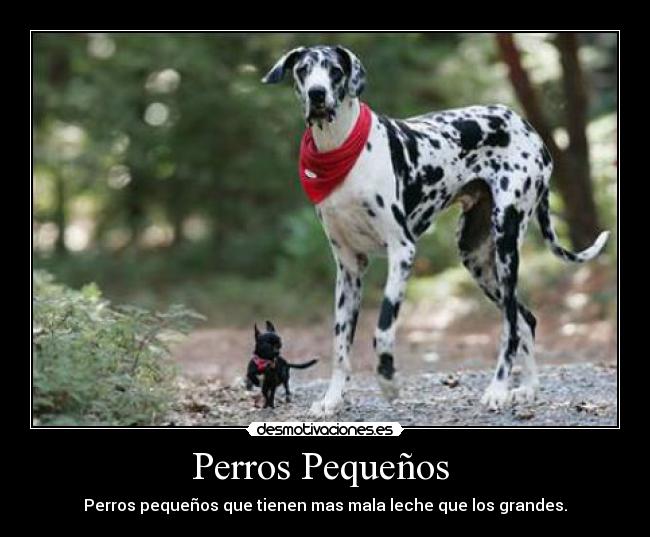 Perros Pequeños  - 