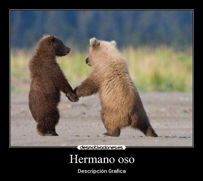 Hermano oso -