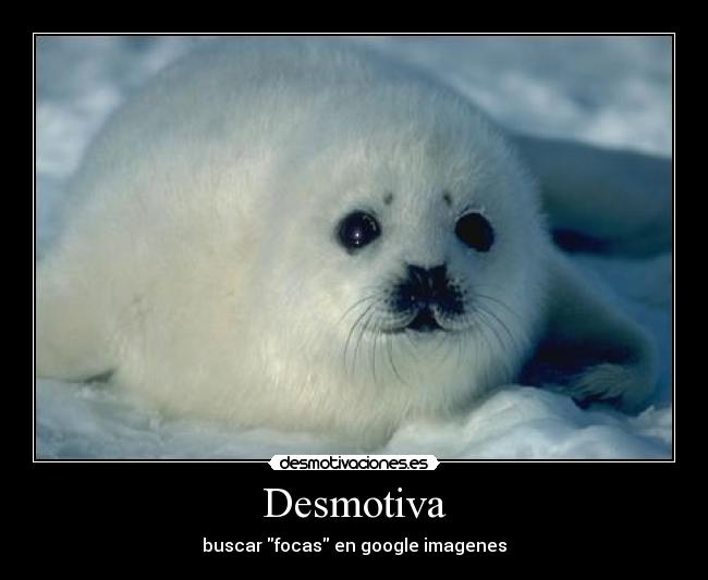 Desmotiva - buscar focas en google imagenes