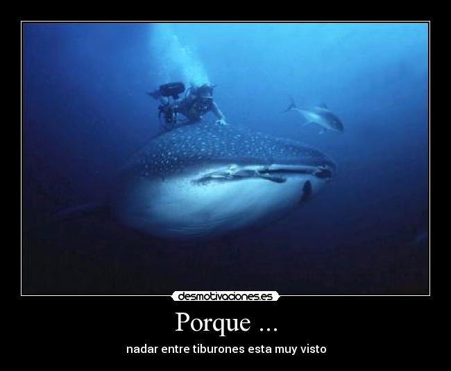 Porque ... - nadar entre tiburones esta muy visto