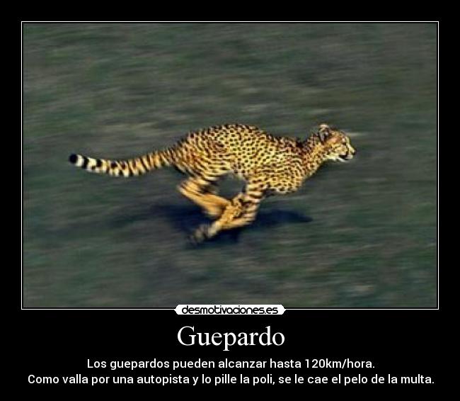 Guepardo - Los guepardos pueden alcanzar hasta 120km/hora.
Como valla por una autopista y lo pille la poli, se le cae el pelo de la multa.