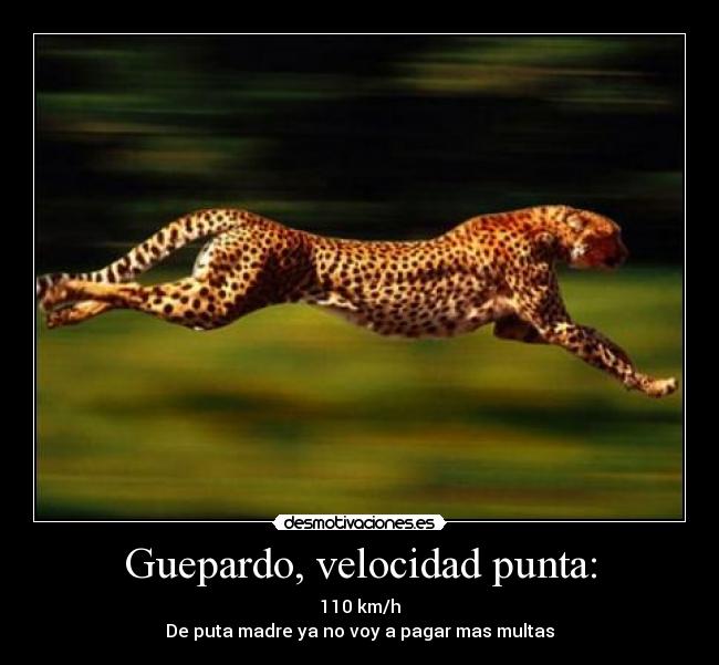 Guepardo, velocidad punta: - 110 km/h
De puta madre ya no voy a pagar mas multas