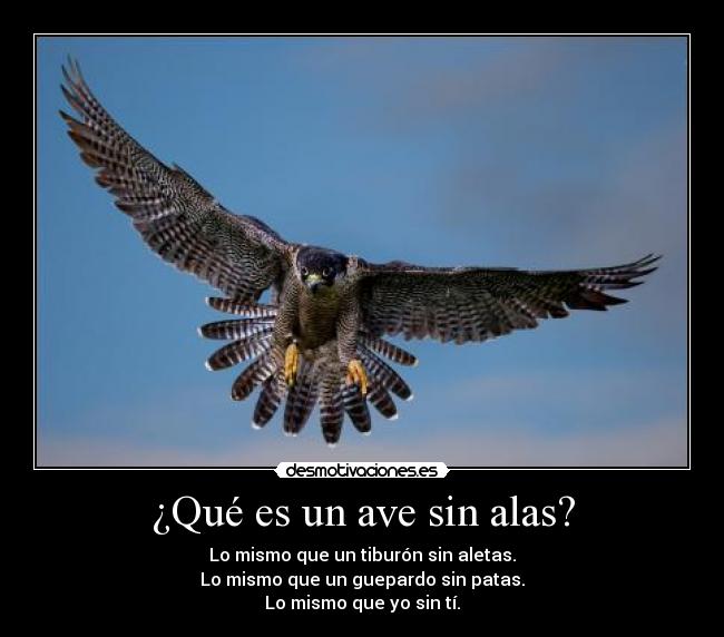 ¿Qué es un ave sin alas? - Lo mismo que un tiburón sin aletas.
Lo mismo que un guepardo sin patas.
Lo mismo que yo sin tí.