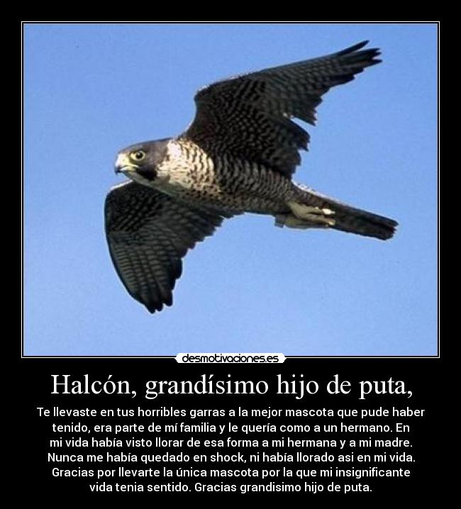Halcón, grandísimo hijo de puta, - 
