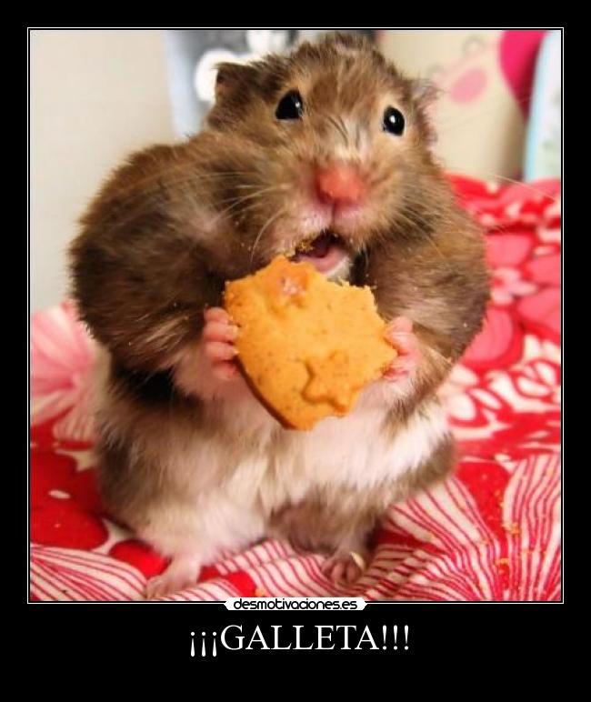 ¡¡¡GALLETA!!! -