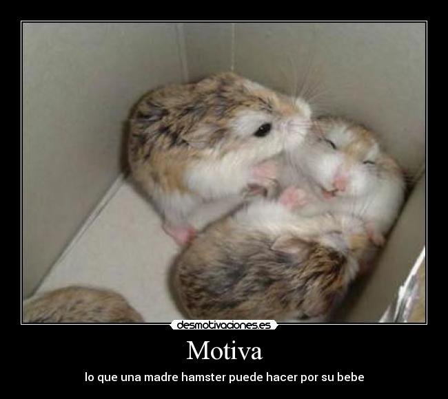 Motiva - lo que una madre hamster puede hacer por su bebe