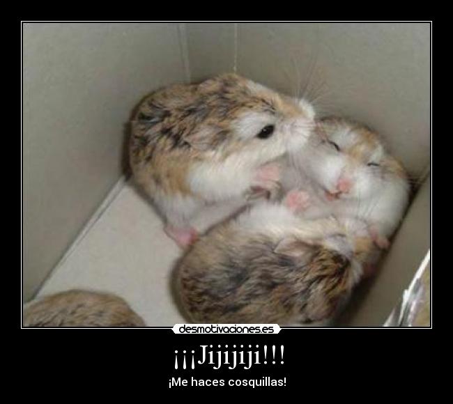 carteles cosquillas hamster monada desmotivaciones