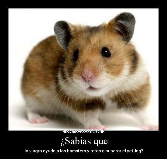 ¿Sabias que - la viagra ayuda a los hamsters y ratas a superar el yet-lag?