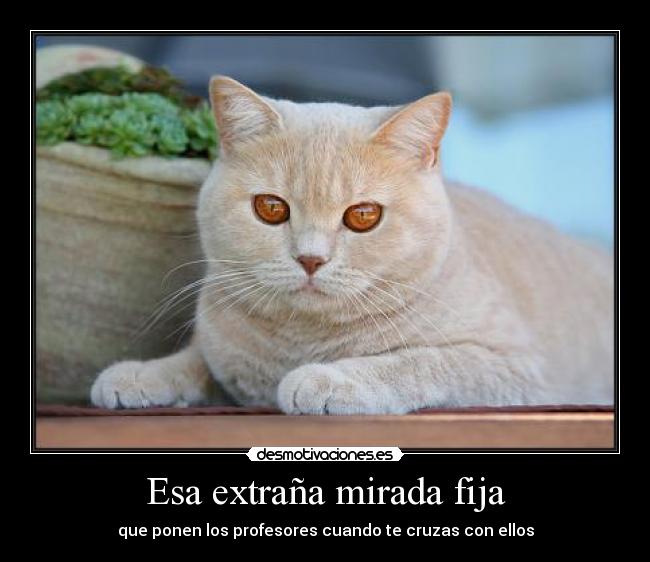 Esa extraña mirada fija - que ponen los profesores cuando te cruzas con ellos