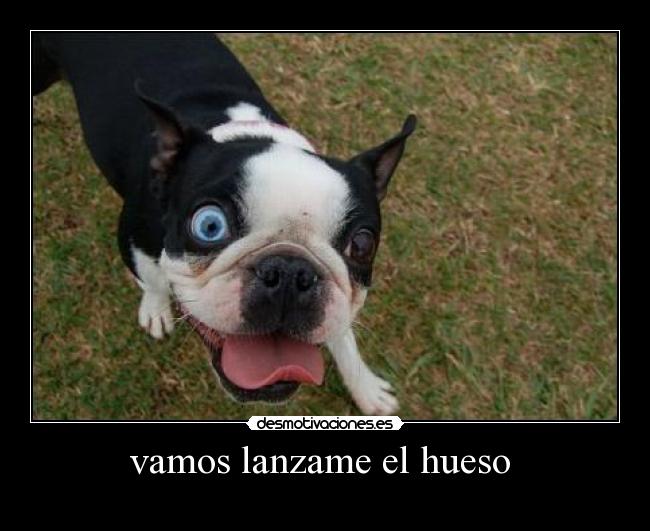 vamos lanzame el hueso  - 