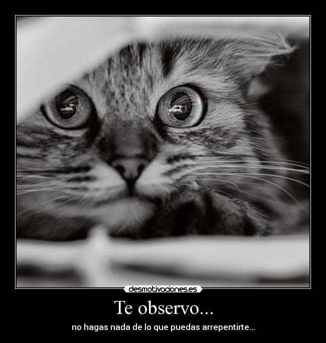Te observo... - no hagas nada de lo que puedas arrepentirte...