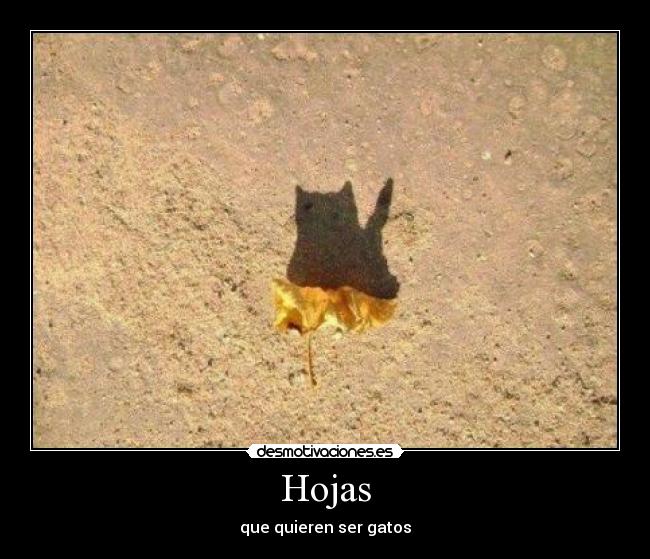 Hojas - 