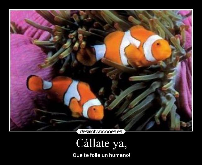 Cállate ya, - Que te folle un humano!