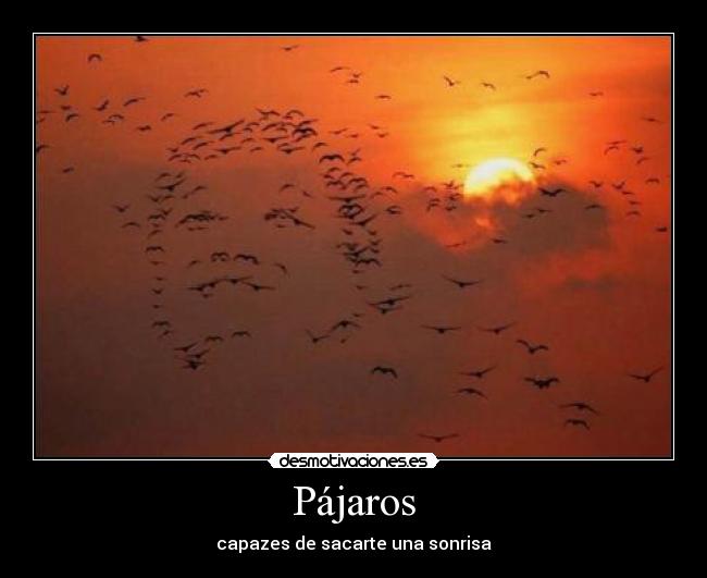 Pájaros - 